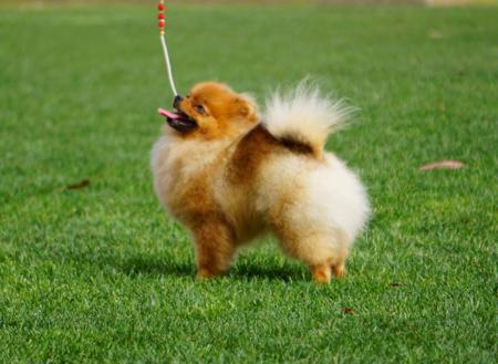 Pomeranian for sale by POMFIRE