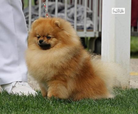 Pomeranian for sale by POMFIRE