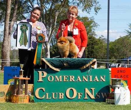 Pomeranian for sale by BIMBERI