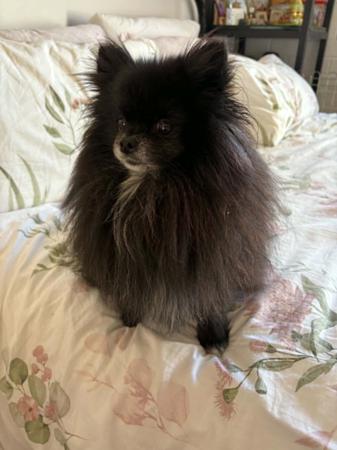 Pomeranian puppy for sale by BIMBERI