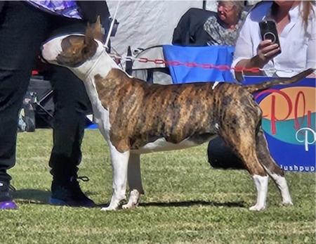Bull Terrier for sale by STURGIS