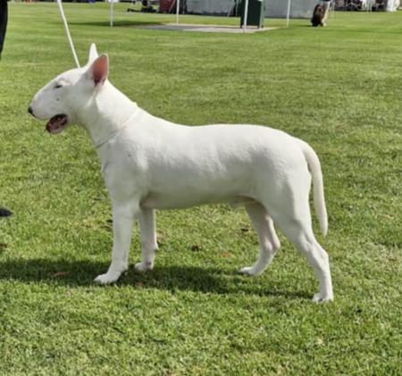 Bull Terrier for sale by STURGIS