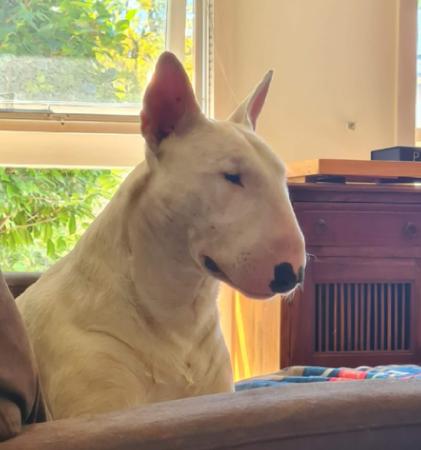 Bull Terrier for sale by STURGIS