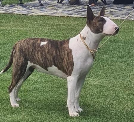 Bull Terrier for sale by STURGIS