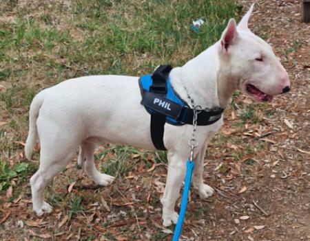 Bull Terrier for sale by STURGIS