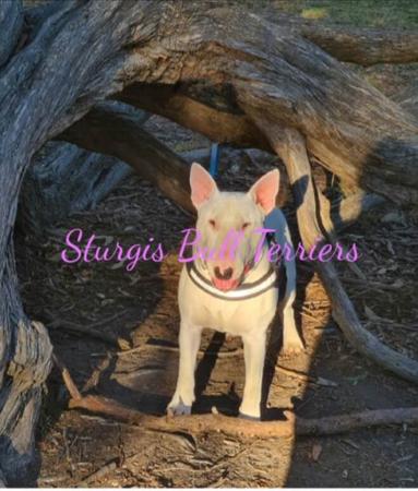 Bull Terrier for sale by STURGIS