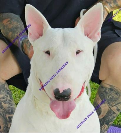 Bull Terrier for sale by STURGIS