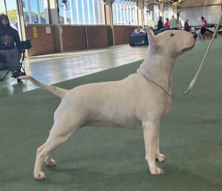 Bull Terrier for sale by JWOODSELLYAHOOCOM