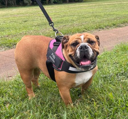 British Bulldog for sale by CHILUBULLIES