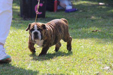British Bulldog for sale by CHILUBULLIES