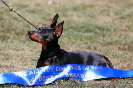 Miniature Pinscher for sale by YARRABURRA