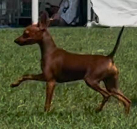 Miniature Pinscher for sale by YARRABURRA