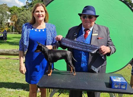 Miniature Pinscher for sale by YARRABURRA