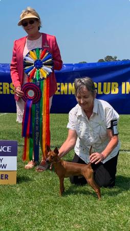 Miniature Pinscher for sale by YARRABURRA