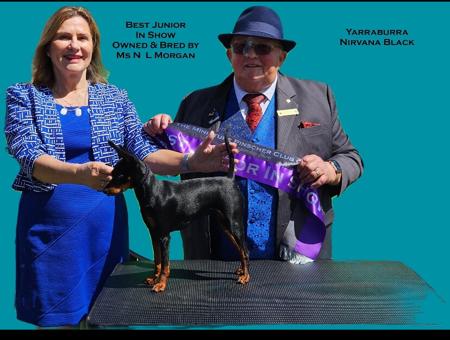 Miniature Pinscher for sale by YARRABURRA