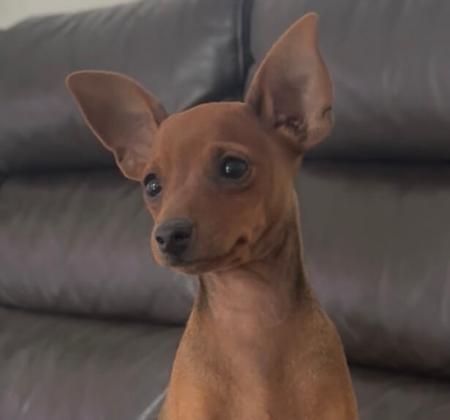 Miniature Pinscher puppy for sale by YARRABURRA