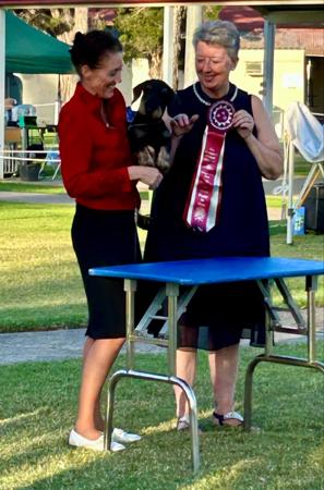 Dachshund (Wire Haired) for sale by KIZATRI