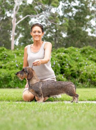 Dachshund (Wire Haired) for sale by KIZATRI