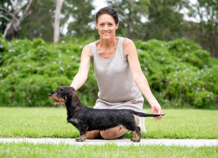 Dachshund (Wire Haired) for sale by KIZATRI