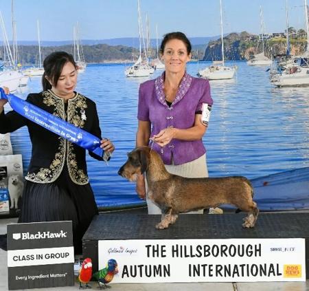 Dachshund (Wire Haired) for sale by KIZATRI