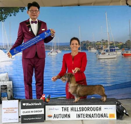 Dachshund (Wire Haired) for sale by KIZATRI