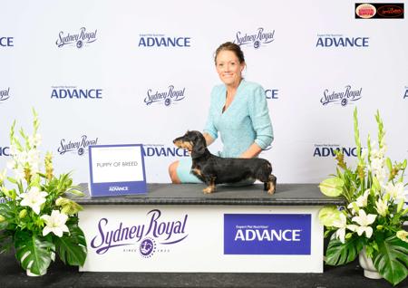 Dachshund (Miniature Wire Haired) for sale by KIZATRI