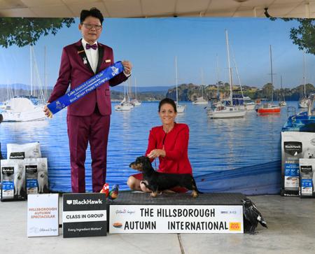 Dachshund (Miniature Wire Haired) for sale by KIZATRI