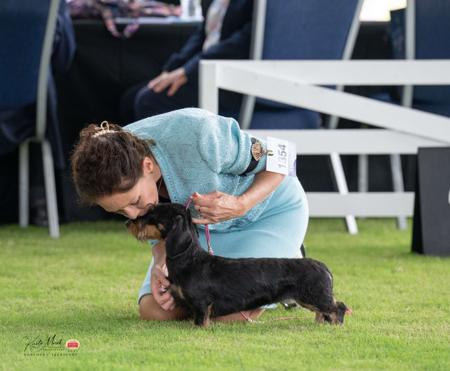 Dachshund (Miniature Wire Haired) for sale by KIZATRI