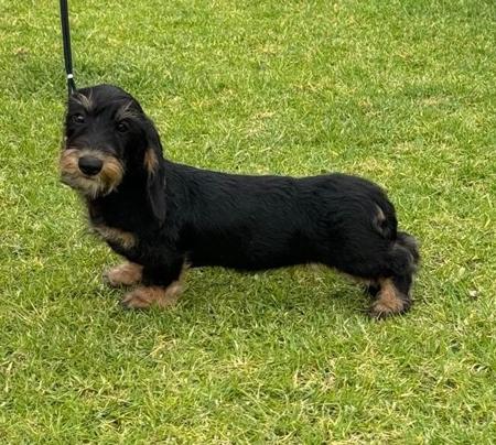 Dachshund (Miniature Wire Haired) for sale by KIZATRI