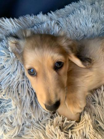 Dachshund (Miniature Long Haired) for sale by KIZATRI