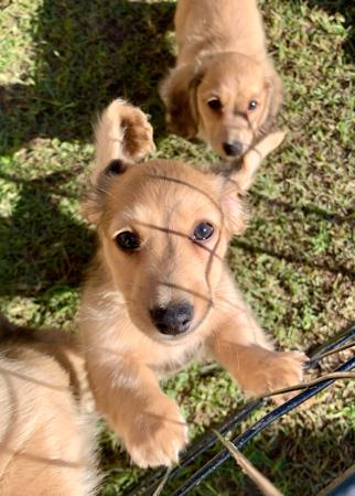 Dachshund (Miniature Long Haired) for sale by KIZATRI