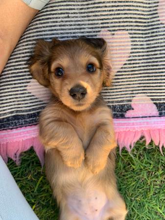 Dachshund (Miniature Long Haired) for sale by KIZATRI