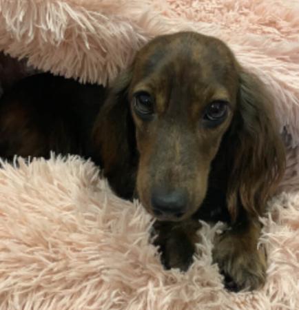 Dachshund (Miniature Long Haired) for sale by KIZATRI