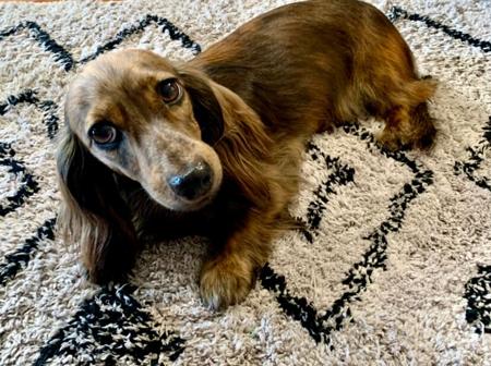 Dachshund (Miniature Long Haired) for sale by KIZATRI
