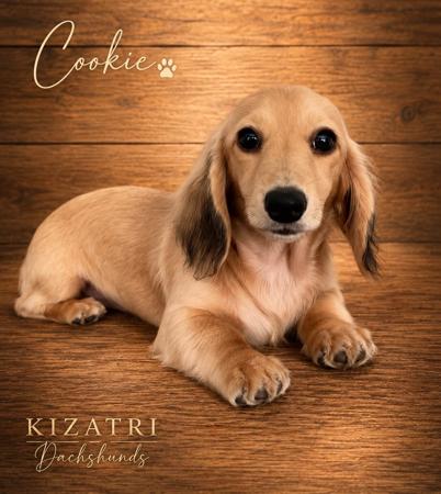 Dachshund (Miniature Long Haired) puppy for sale by KIZATRI
