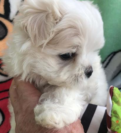 Maltese for sale by QTPYZE