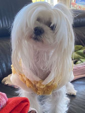 Maltese for sale by QTPYZE