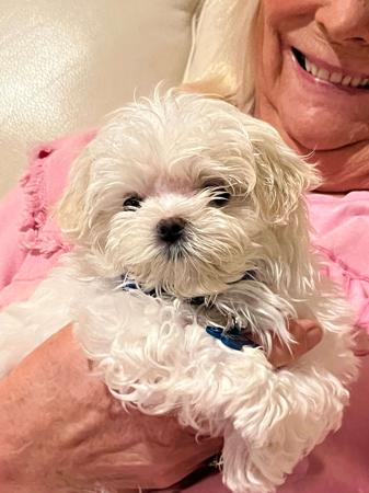 Maltese for sale by QTPYZE