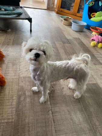 Maltese for sale by QTPYZE