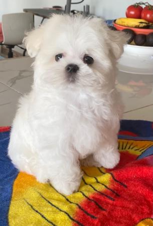Maltese for sale by QTPYZE
