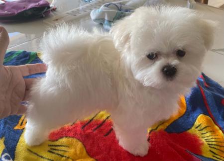 Maltese for sale by QTPYZE