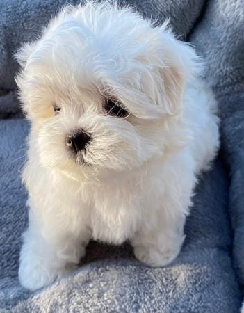 Maltese for sale by QTPYZE