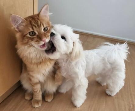 Maltese for sale by QTPYZE