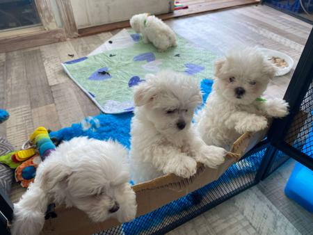 Maltese for sale by QTPYZE