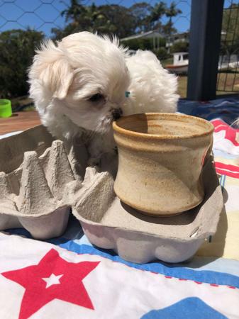Maltese puppy for sale by QTPYZE