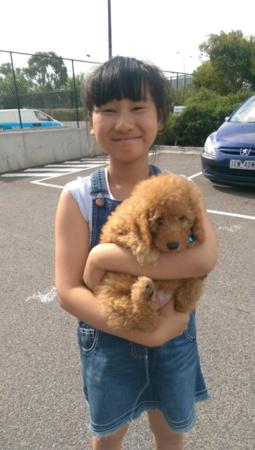 Poodle (Miniature) for sale by QTPYZE