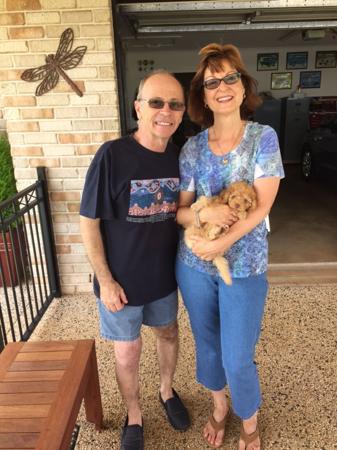 Poodle (Miniature) for sale by QTPYZE