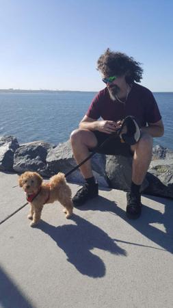 Poodle (Miniature) for sale by QTPYZE