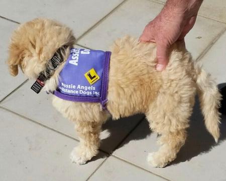 Poodle (Miniature) for sale by QTPYZE