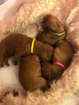 Poodle (Miniature) for sale by QTPYZE